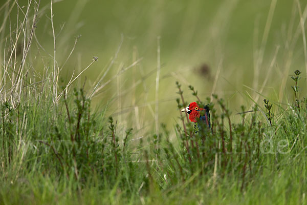 Fasan (Phasianus colchicus)