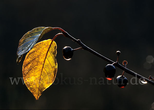 Faulbaum (Frangula alnus)