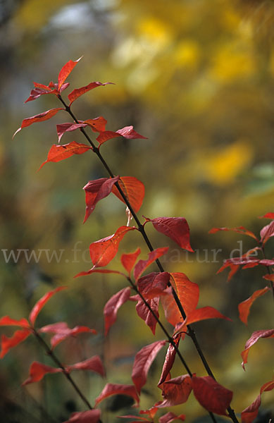 Faulbaum (Frangula alnus)