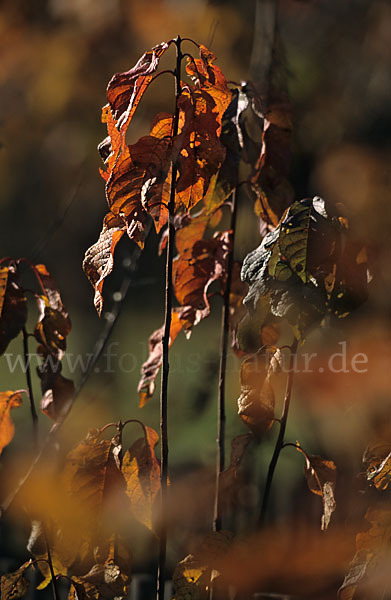 Faulbaum (Frangula alnus)