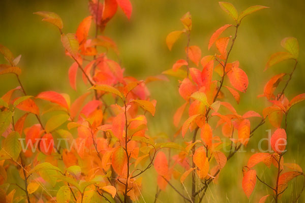 Faulbaum (Frangula alnus)