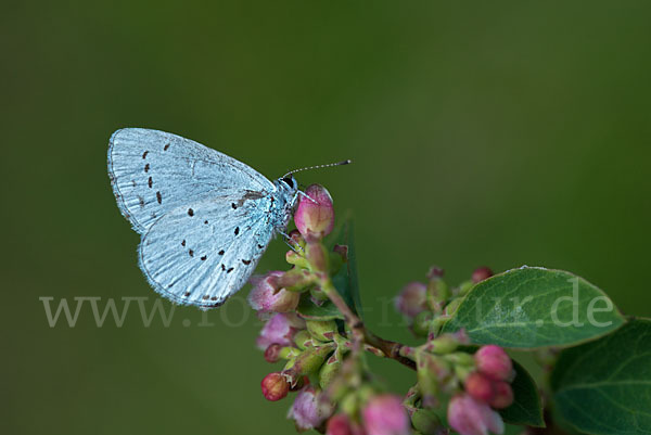 Faulbaumbläuling (Celastrina argiolus)