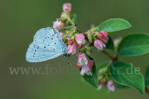 Faulbaumbläuling (Celastrina argiolus)