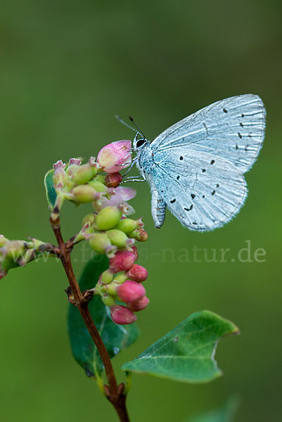 Faulbaumbläuling (Celastrina argiolus)