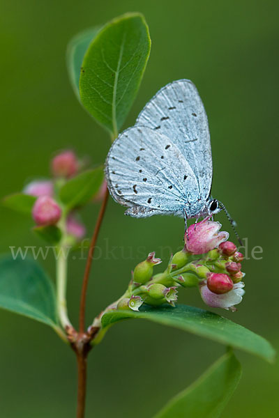 Faulbaumbläuling (Celastrina argiolus)