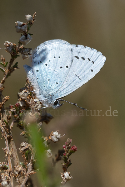 Faulbaumbläuling (Celastrina argiolus)