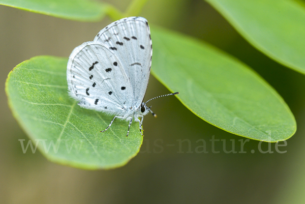 Faulbaumbläuling (Celastrina argiolus)