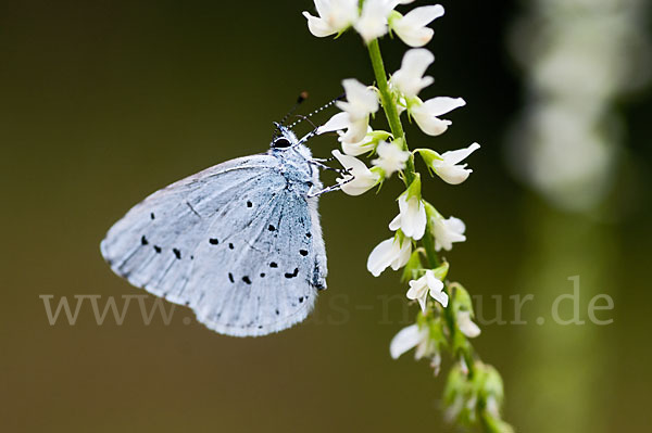 Faulbaumbläuling (Celastrina argiolus)