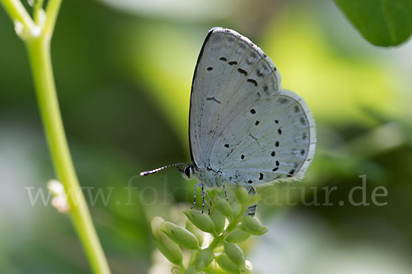 Faulbaumbläuling (Celastrina argiolus)