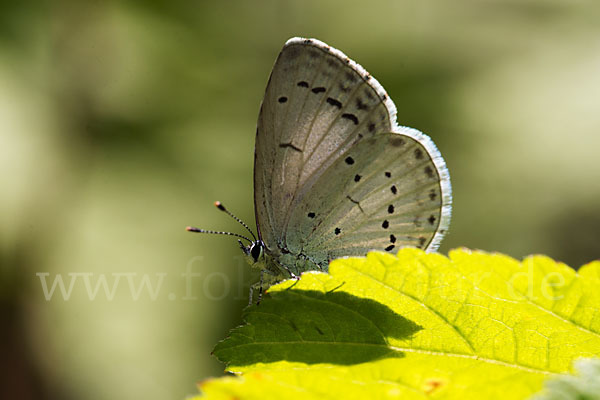 Faulbaumbläuling (Celastrina argiolus)