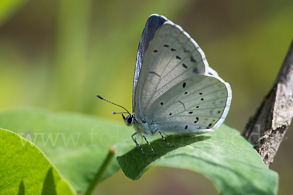 Faulbaumbläuling (Celastrina argiolus)