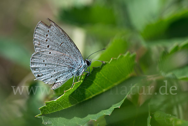 Faulbaumbläuling (Celastrina argiolus)