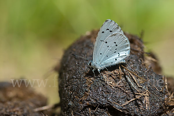 Faulbaumbläuling (Celastrina argiolus)