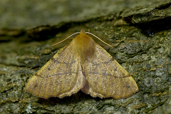 Federfühler-Herbstspanner (Colotois pennaria)