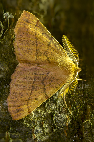 Federfühler-Herbstspanner (Colotois pennaria)