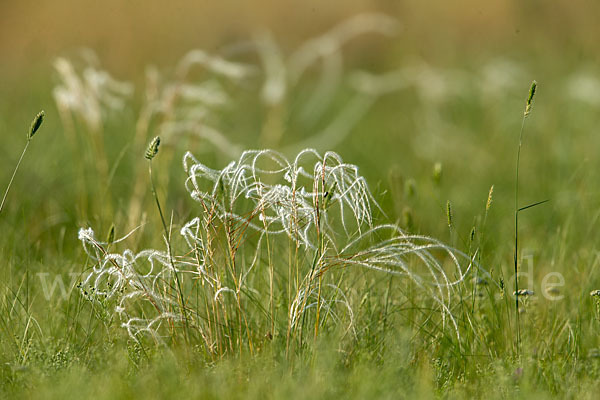 Federgras (Stipa spec.)