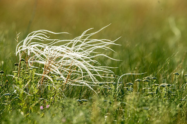 Federgras (Stipa spec.)