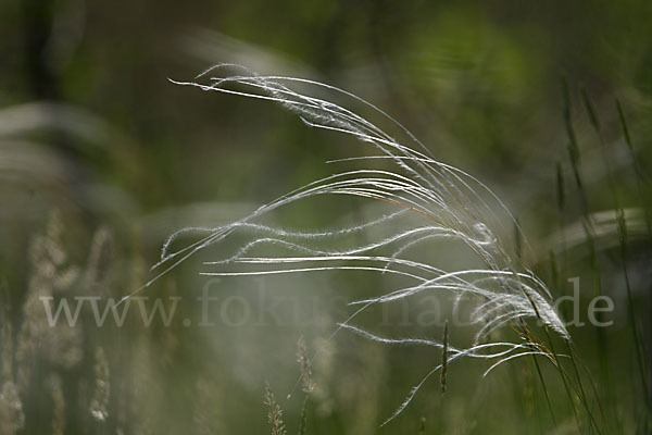 Federgras (Stipa spec.)