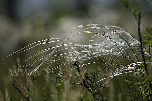 Federgras (Stipa spec.)