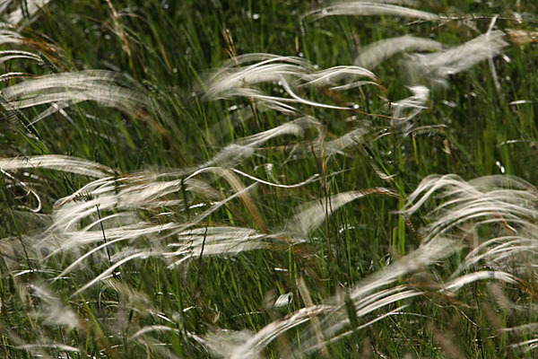 Federgras (Stipa spec.)