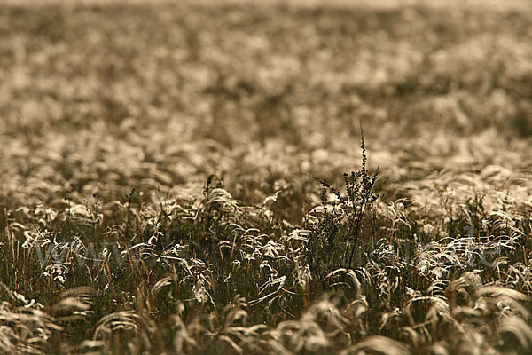 Federgras (Stipa spec.)