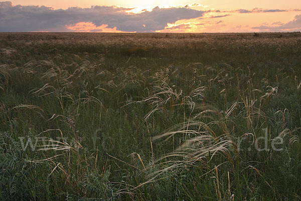 Federgras (Stipa spec.)