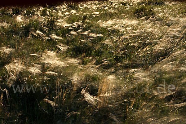 Federgras (Stipa spec.)