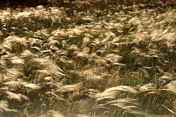 Federgras (Stipa spec.)