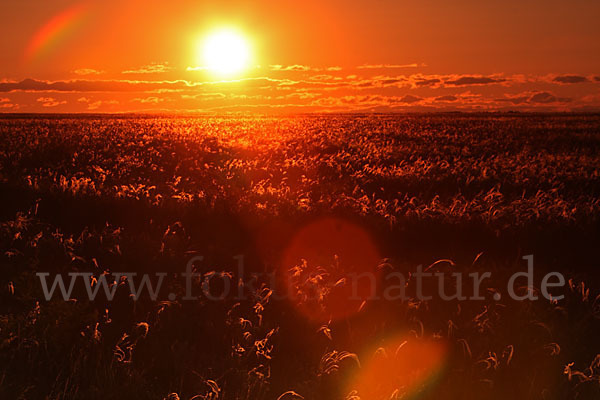 Federgras (Stipa spec.)