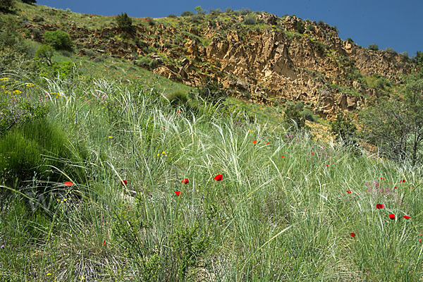 Federgras (Stipa spec.)