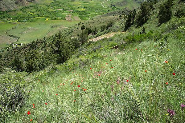 Federgras (Stipa spec.)