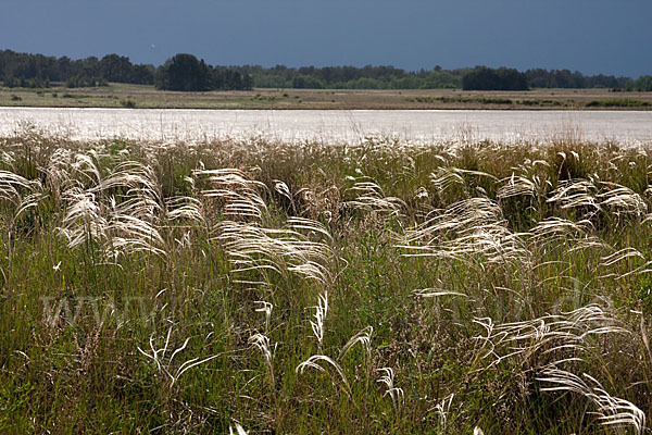 Federgras (Stipa spec.)