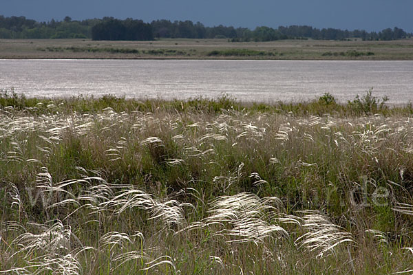 Federgras (Stipa spec.)