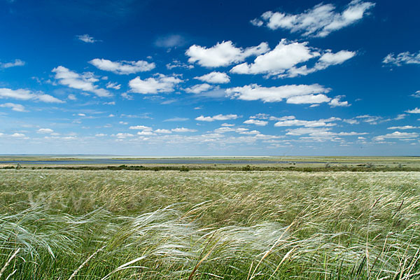 Federgras (Stipa spec.)