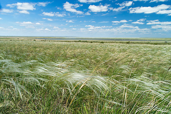 Federgras (Stipa spec.)