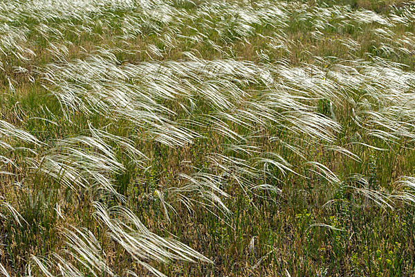 Federgras (Stipa spec.)