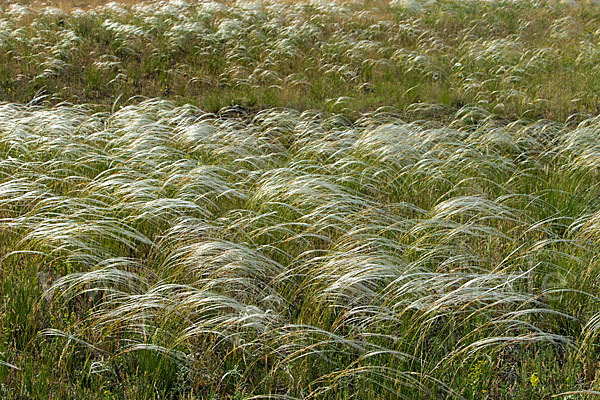 Federgras (Stipa spec.)