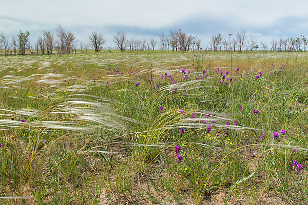 Federgras (Stipa spec.)