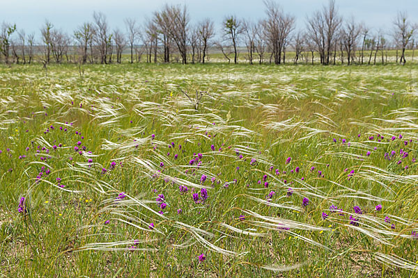 Federgras (Stipa spec.)