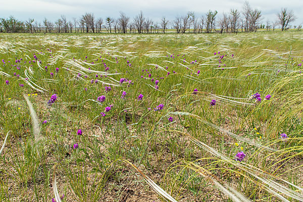 Federgras (Stipa spec.)