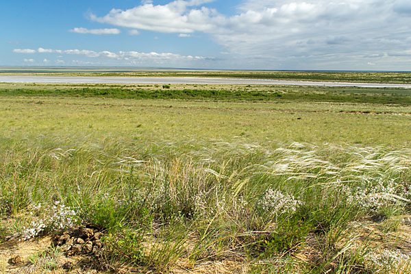 Federgras (Stipa spec.)