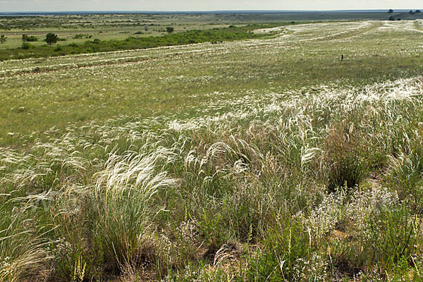 Federgras (Stipa spec.)