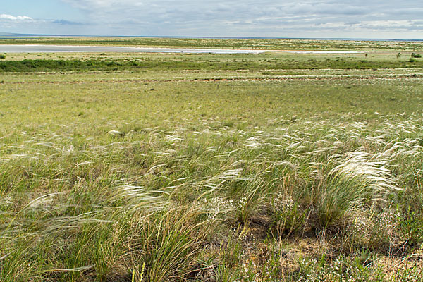 Federgras (Stipa spec.)