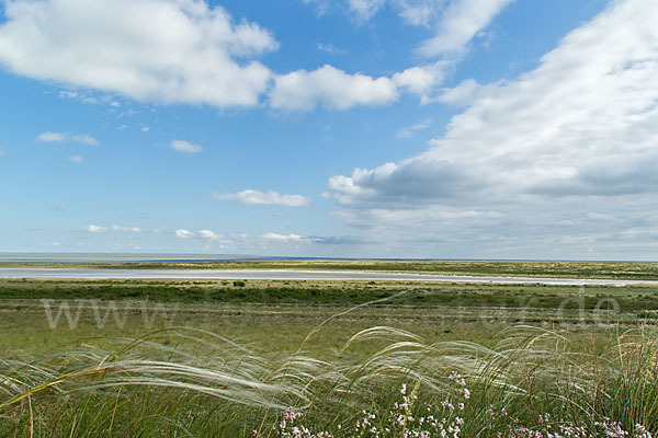 Federgras (Stipa spec.)