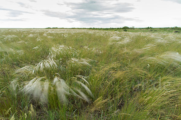 Federgras (Stipa spec.)