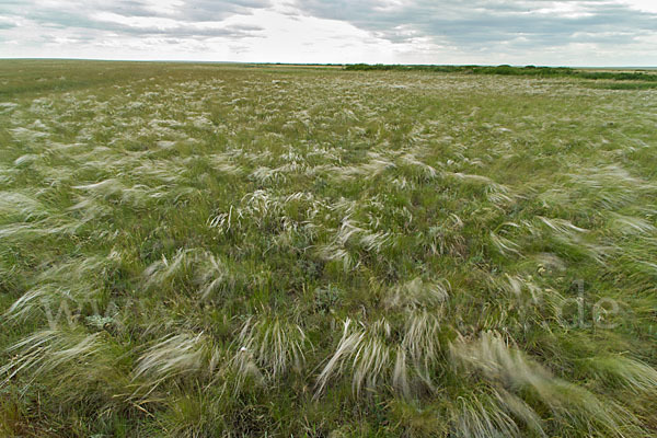 Federgras (Stipa spec.)