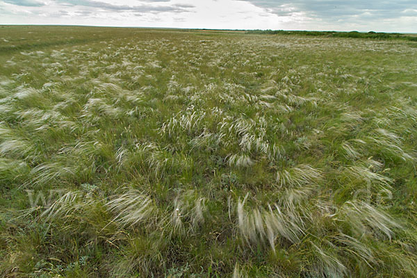 Federgras (Stipa spec.)