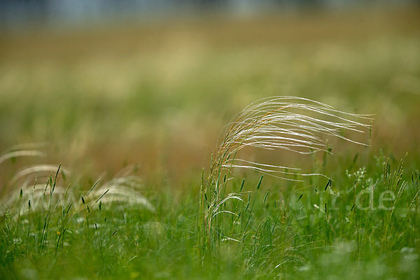 Federgras (Stipa spec.)