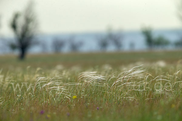 Federgras (Stipa spec.)