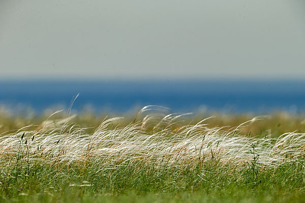 Federgras (Stipa spec.)